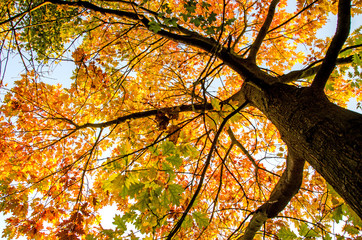 Baumkrone im Herbst :)