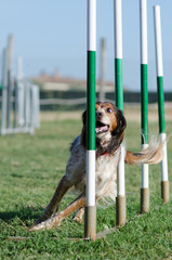 Slalom Agility Dog