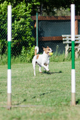 Agility Dog Jack Russell Terrier