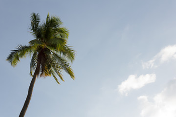Coconut tree with the blue sky