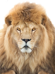 Portrait of a majestic lion crowned with mane
