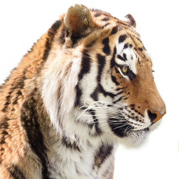 Portrait of a beautiful tiger