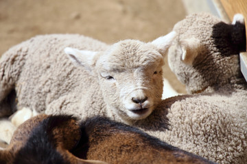 かわいい羊の赤ちゃん