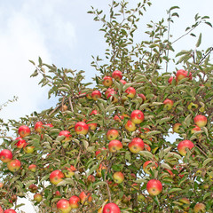 Äpfel - Malus