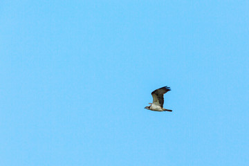 Osprey flying