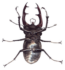 Stag beetle Lucanus cervus isolated on white background