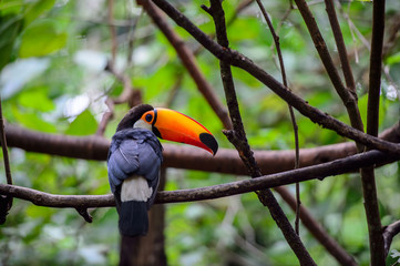 Toucan, National park Iguazu, Brazil