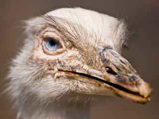 Portrait of white rhea