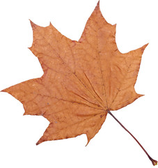 Maple-leaf