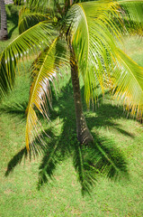 Palm tree