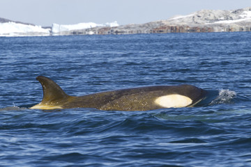 female orca or killer whale floating along the Antarctic Islands