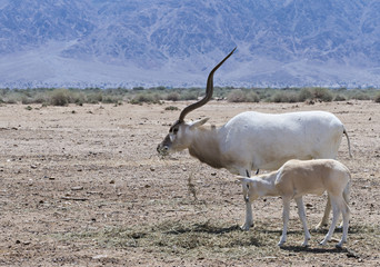 Antelope Addax in Israeli nature reserve near Eilat