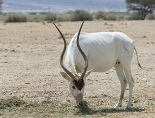 Antelope Addax in Israeli nature reserve near Eilat