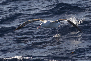 wandering albatross taking off from the surface of the water