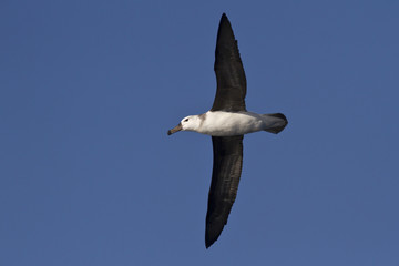 young black-browed albatross flying over the blue waters