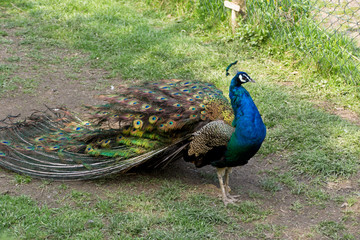 Obraz premium Faszinierender Pfau