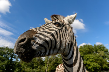 Z&egrave;bre de Chapman