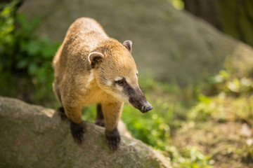 Fototapeta premium White-nosed Coati (Nasua narica) aka Pizote or Antoon. Diurnal,