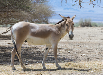 Onager (Equus hemionus) in National Reserve park near Eilat