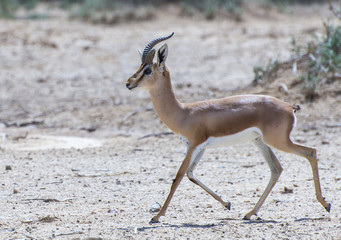 Dorcas Gazelle (male) in Israeli nature reserve