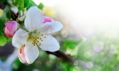 Apple blossoms over blurred nature background. Spring flowers.