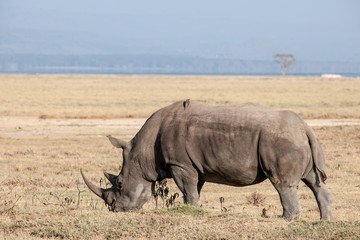 Obraz premium rhino