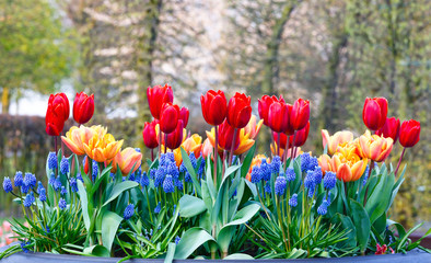 Multicolored flowers on spring flowerbed.
