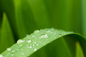 dew drops