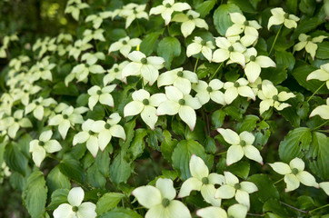 Dogwood in bloom.