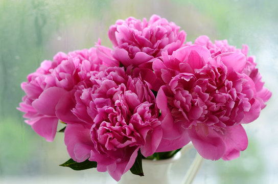 Bunch of pink peonies against rainy windows