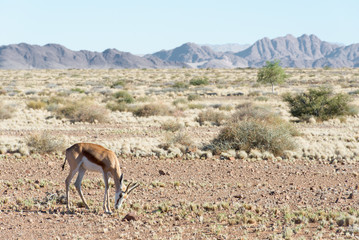 Springbok