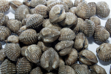 Fresh Shellfish Blood Cockles