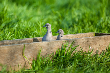 pigeon.