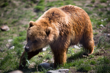 Fototapeta premium Grizzly bear