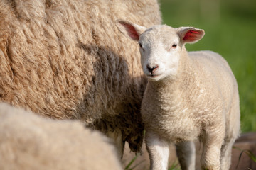 Obraz premium lamb