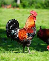 Chickens on traditional free range poultry farm