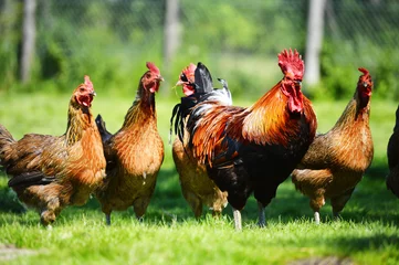 Foto auf Acrylglas Hähnchen Hühner auf traditioneller Geflügelfarm aus Freilandhaltung