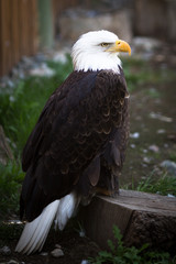 Bald eagle