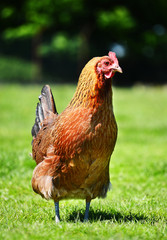 Chicken on traditional free range poultry farm