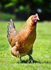 Chicken on traditional free range poultry farm