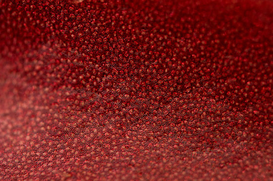 Abstract red background, plant leaf, Macro. Extreme closeup
