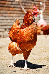 Chickens on traditional free range poultry farm