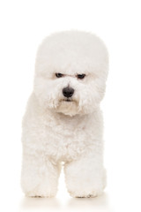 Bichon dog standing at white background
