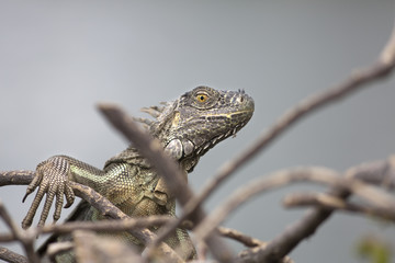 Portrait of a wild iguana lizard