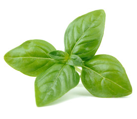 Green Basil Isolated on White Background