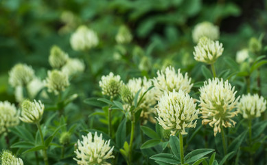 Large flowers of White Clover plants from close