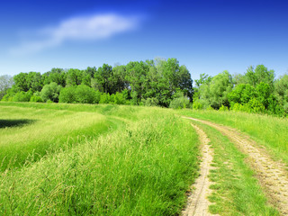 Fototapeta na wymiar Summer landscape with green grass, road and trees