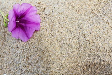 The violet flowers on sand background