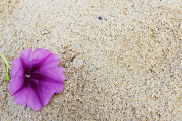 The violet flowers on sand background