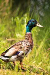 duck in green nature